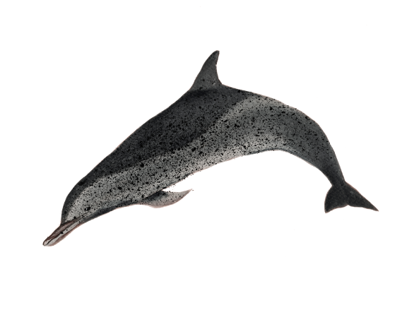 Delfín moteado pantropical