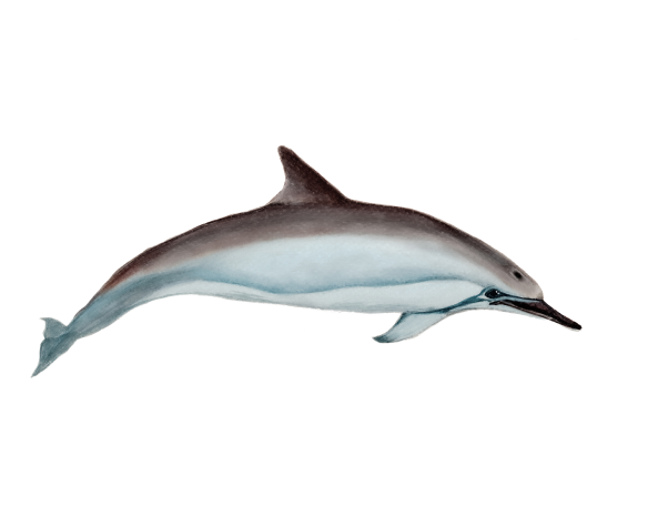 Delfín tornillo o rotador