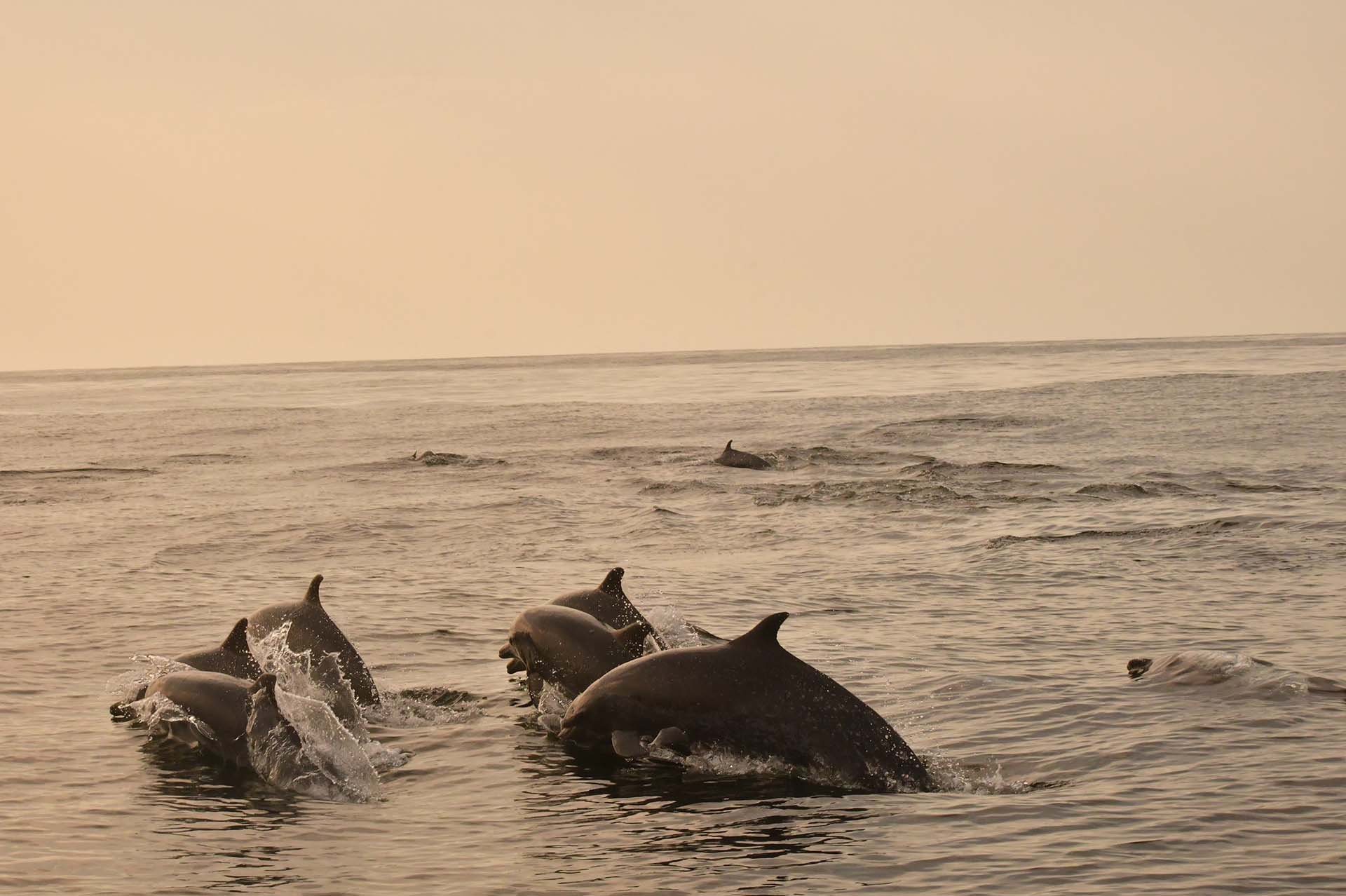 Manada de delfines moteados pantropicales