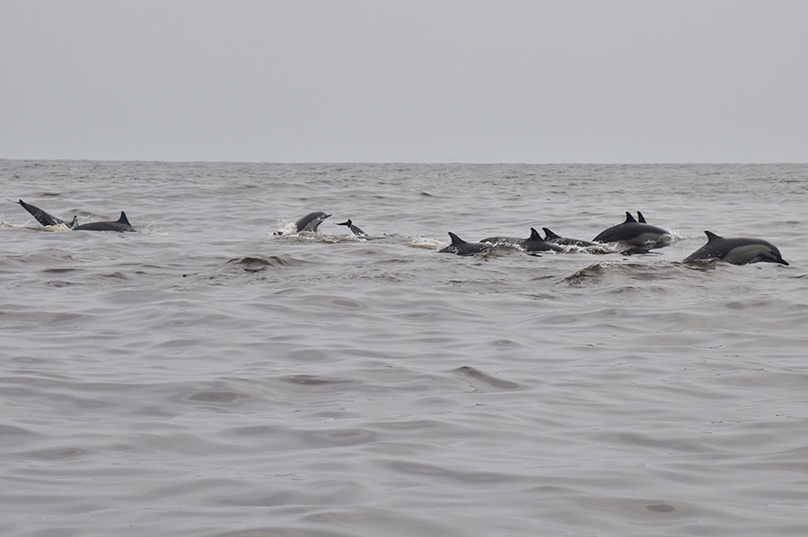 Delfines comunes en el golfo de Tribugá
