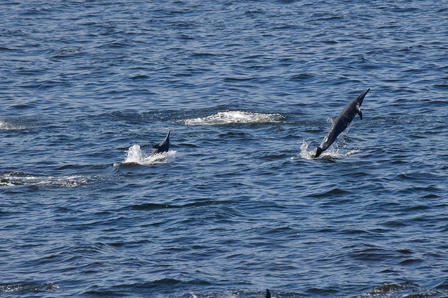 Delfines tornillo en el golfo de Tribugá.