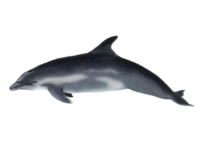 Delfín nariz de botella o mular