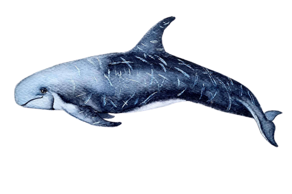 Delfín de Risso