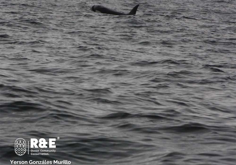 Orca, golfo de Tribugá, R&E