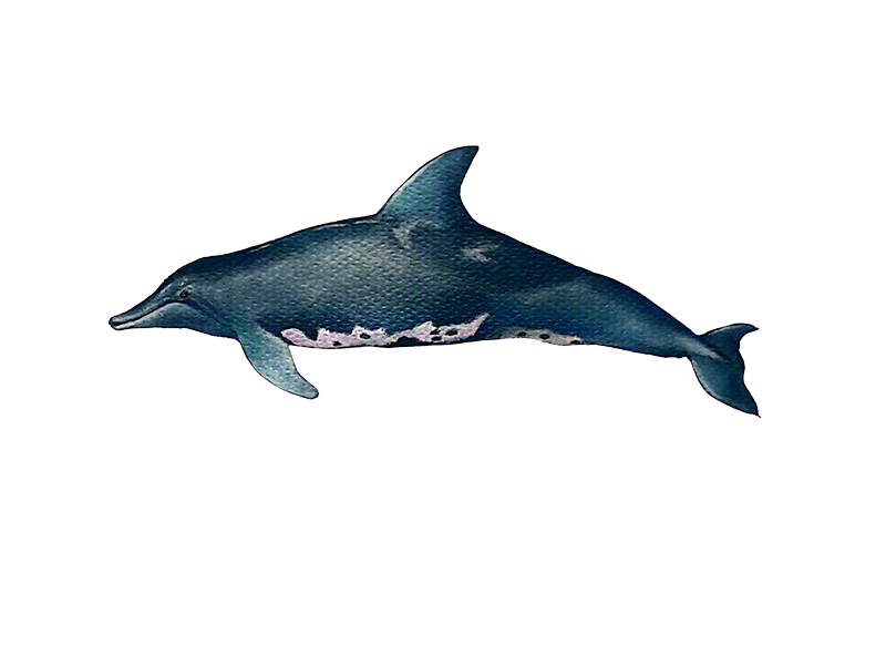 Delfín de dientes rugosos